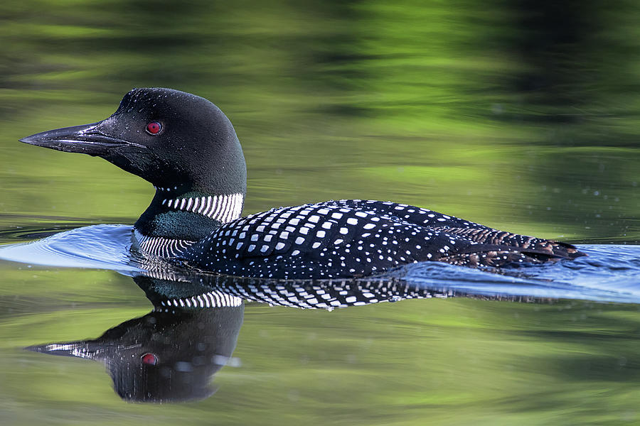 Double Header - Common Loon - Gavia Immer Photograph by Spencer Bush