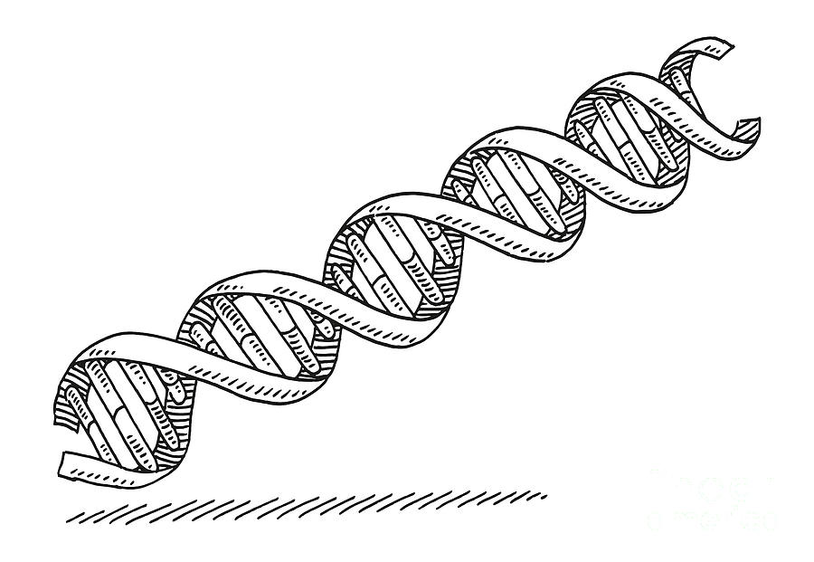 Black And White Drawing - Double Helix DNA Symbol Drawing by Frank Ramspott