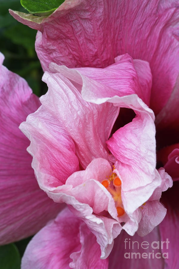 Double Hibiscus Close Up Photograph