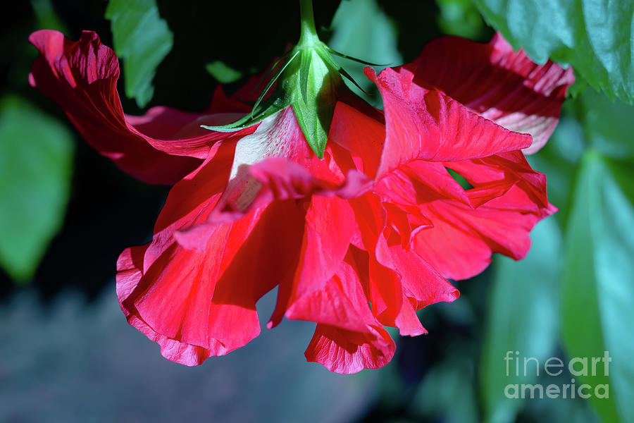 Double Hibiscus Red Upside Down Photograph by Philip And Robbie Bracco