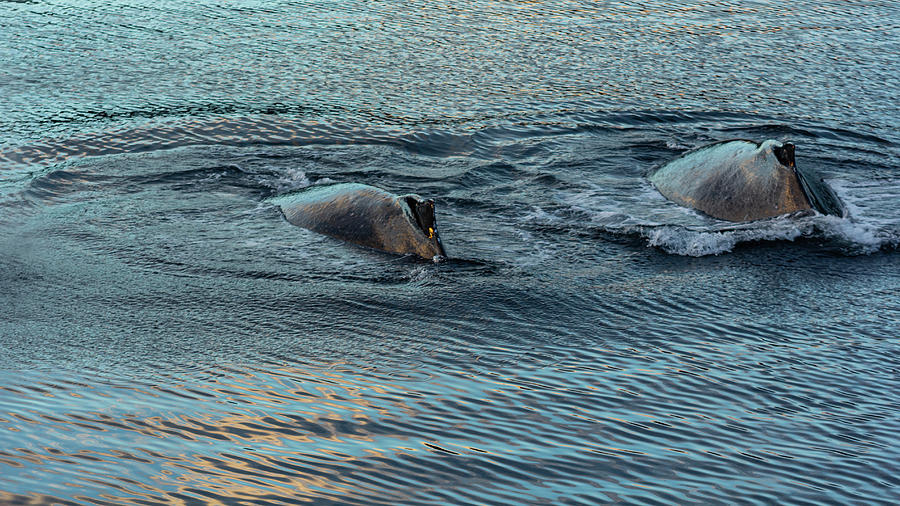 Double Hump Alaska Photograph by Nicholas McCabe