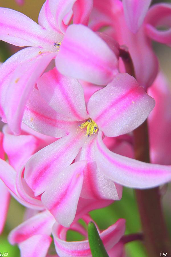Double Hyacinth Vertical Photograph by Lisa Wooten