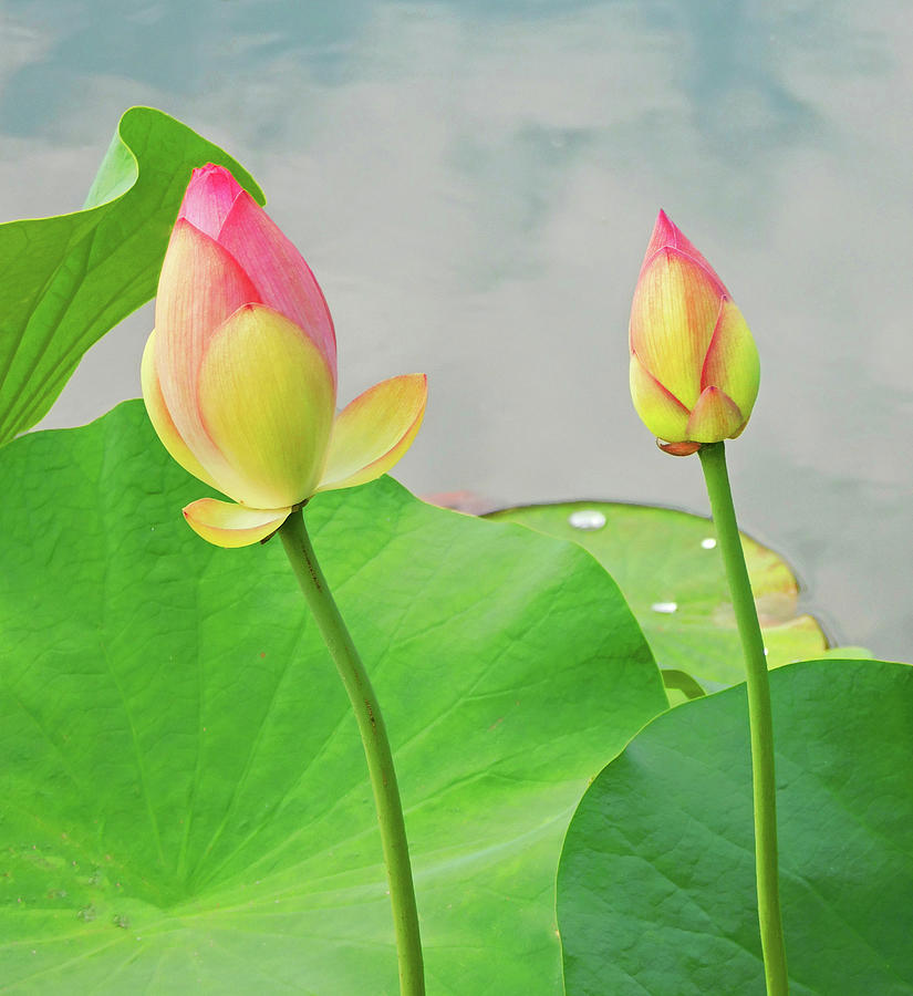 Double Lotus Buds Photograph by Emmy Marie Vickers