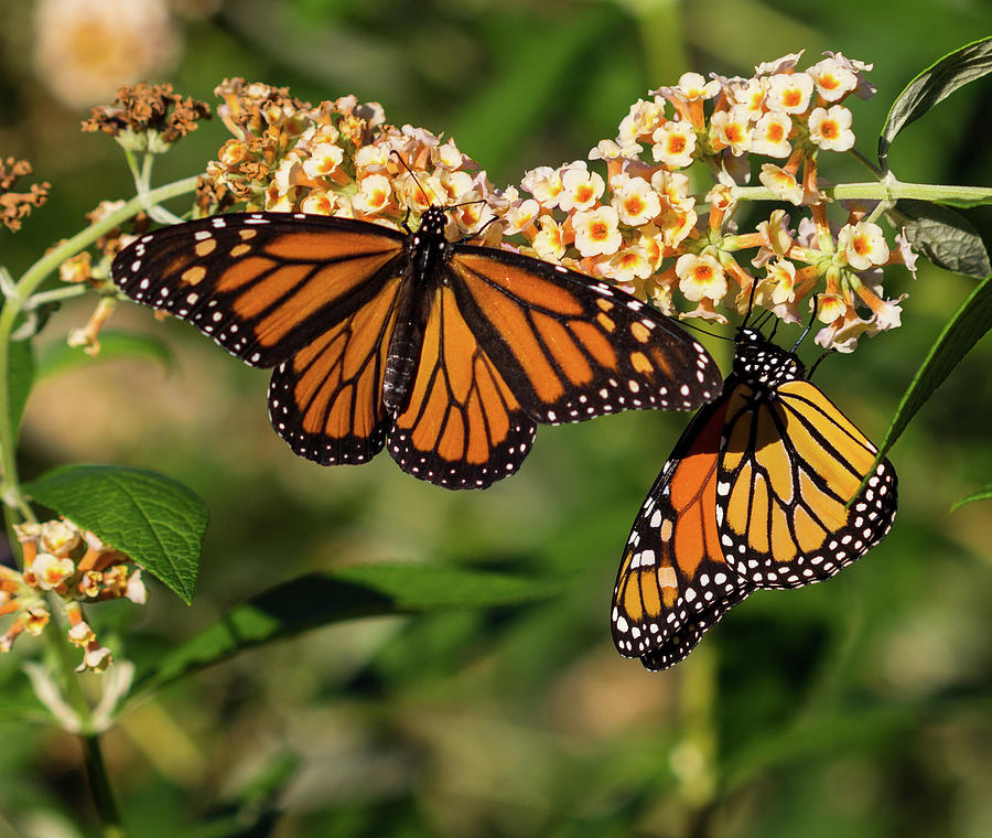 Double Monarchs Photograph by Robert Pilkington