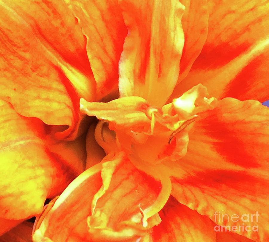 Double Orange Daylily  Photograph by Catherine Ludwig Donleycott