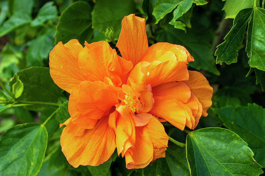 Double Orange Hibiscus Flower Photograph by Blair Damson