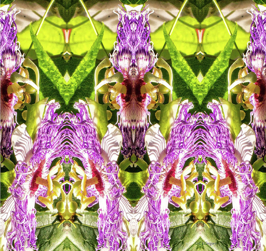 Double Passion Flower Pareidolia Photograph by Constantine Gregory