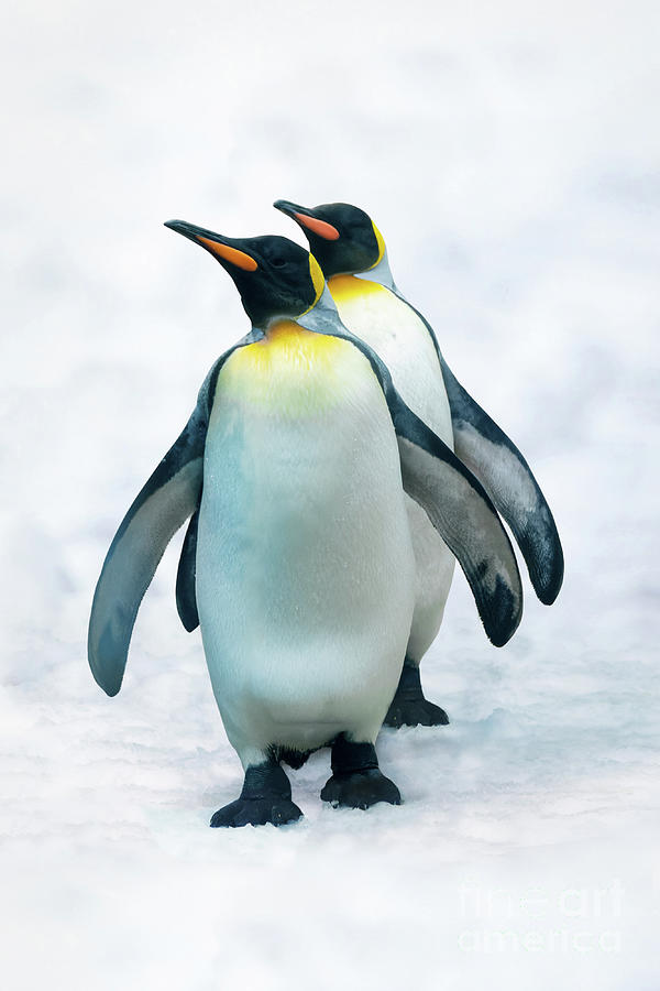 Double penguin Photograph by Delphimages Photo Creations