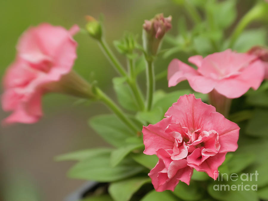Double Petunias In Springtime 2 Photograph by Dorothy Lee