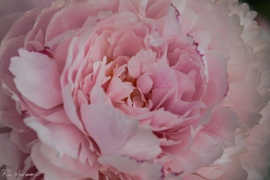 Double Pink Peony Photograph by Ron Monsour