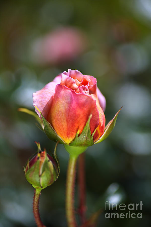 Double Pink Rose Buds Photograph by Joy Watson