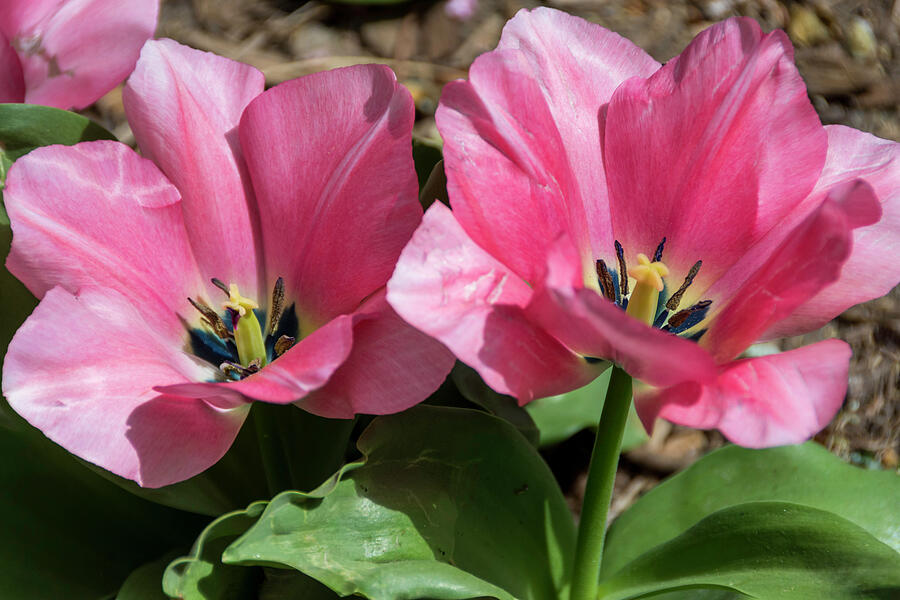 Double Pink Tulips Photograph by Debra Martz Double Pink Tulips Photograph by Debra Martz