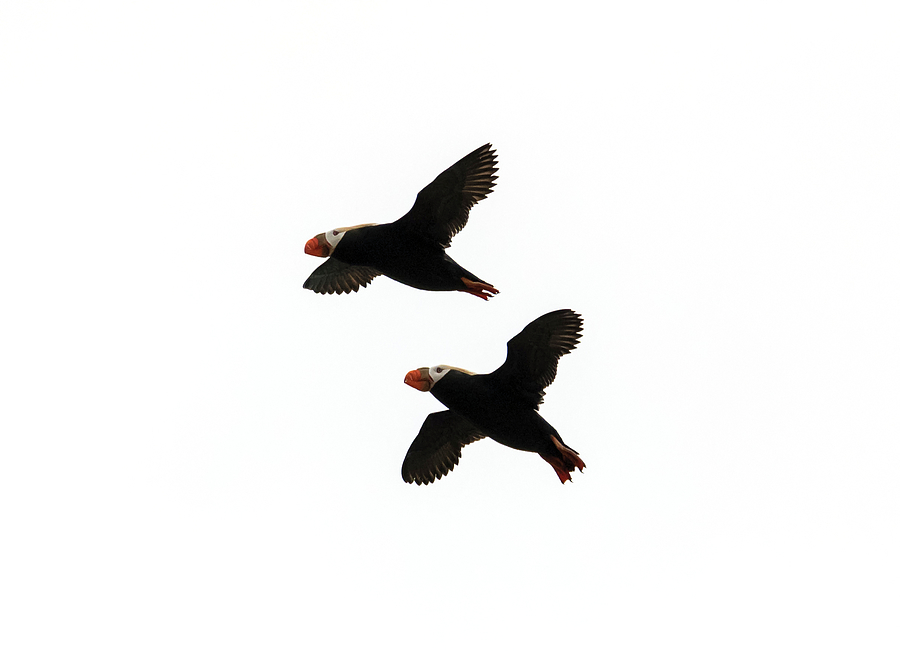 Bird Photograph - Double Puffin by Loree Johnson