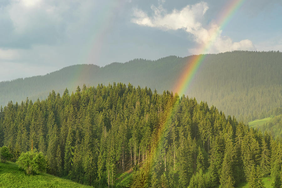 Double Rainbow - Looking for the Pot of Gold Among the Pine Trees Photograph by Georgia Mizuleva