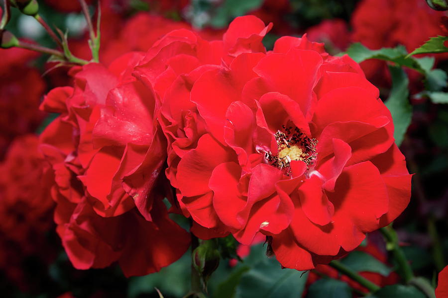 Double red roses Photograph by Jouko Lehto