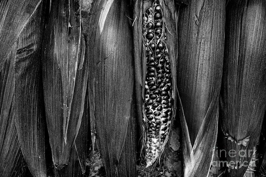 Double Red Sweetcorn Monochrome Photograph by Tim Gainey