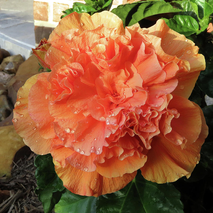 Double Ruffled Apricot Hibiscus In The Garden Photograph