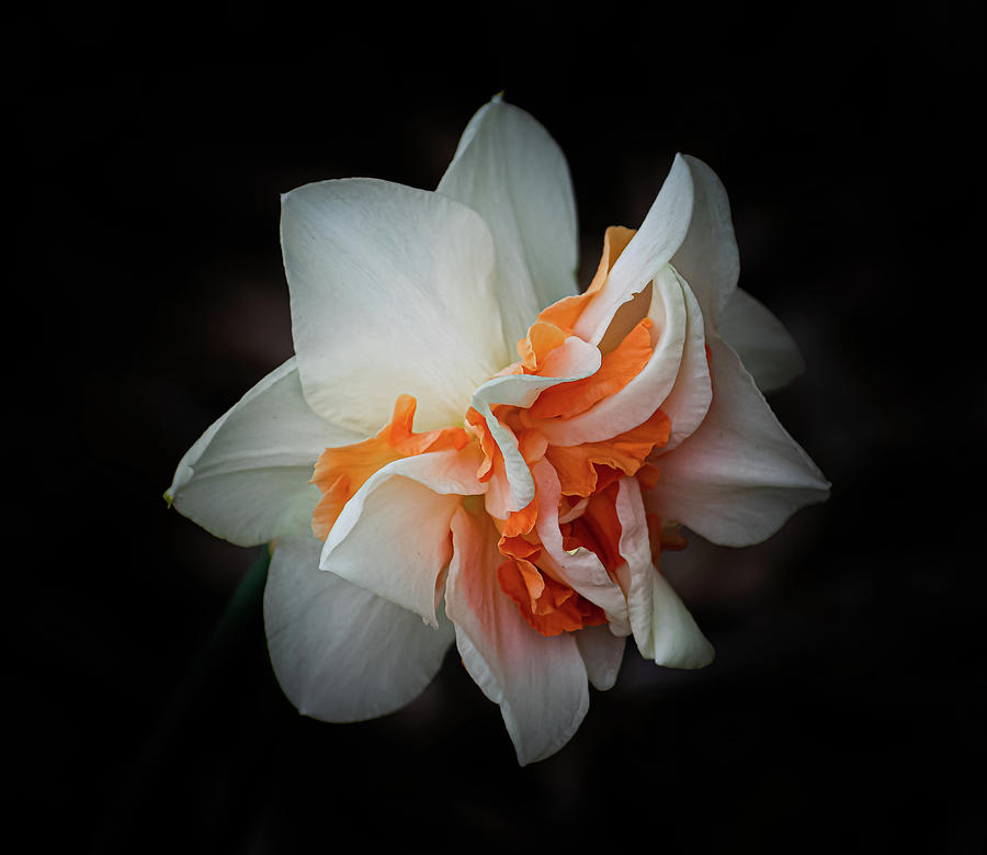 Double Ruffled Daffodil Photograph by Len Bomba
