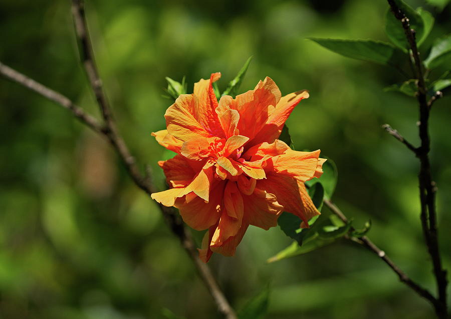 Double Salmon Hybrid Hibiscus Photograph By Michael Lilley Pixels