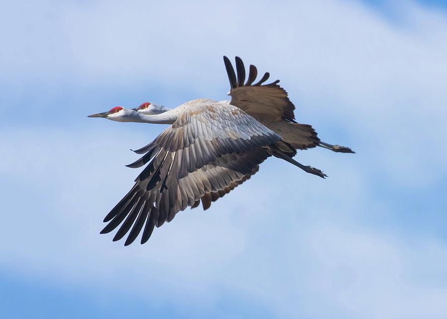 Double Sandhill Cranes In Flight Photograph By Lynn Hopwood - Fine Art 