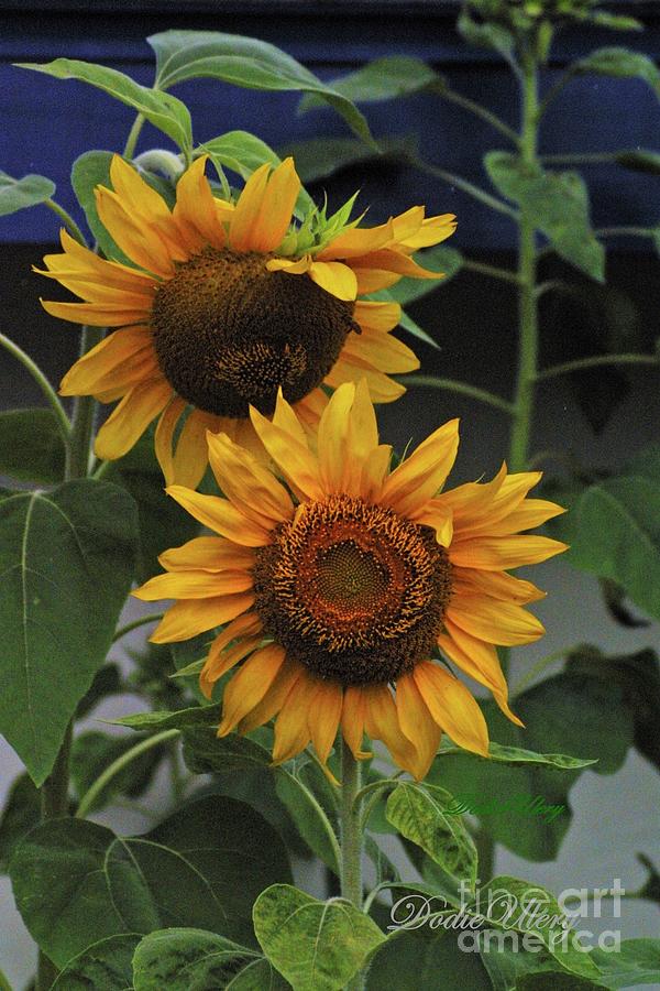 Double Sunflower Photograph by Dodie Ulery