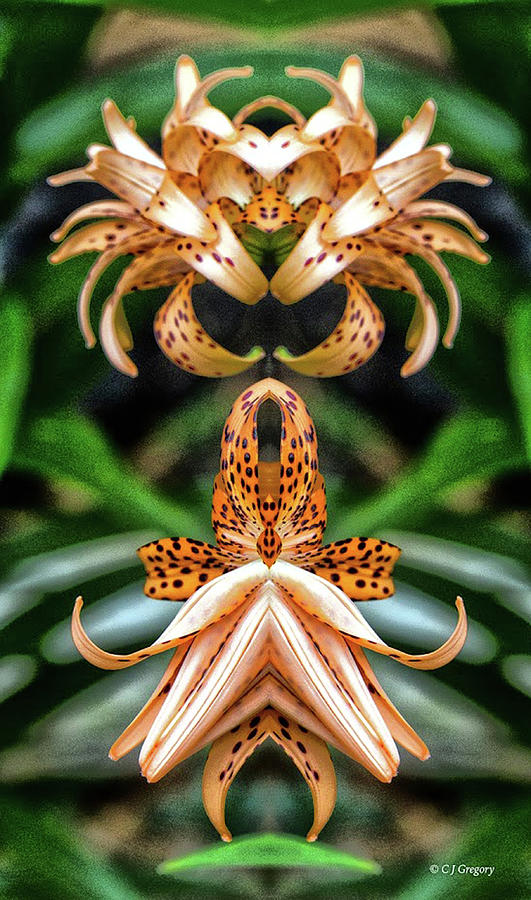 Double Tiger Lily Pareidolia Photograph by Constantine Gregory