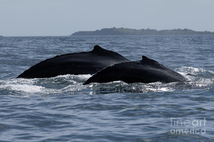Double Whale Backs Photograph by Loriannah Hespe