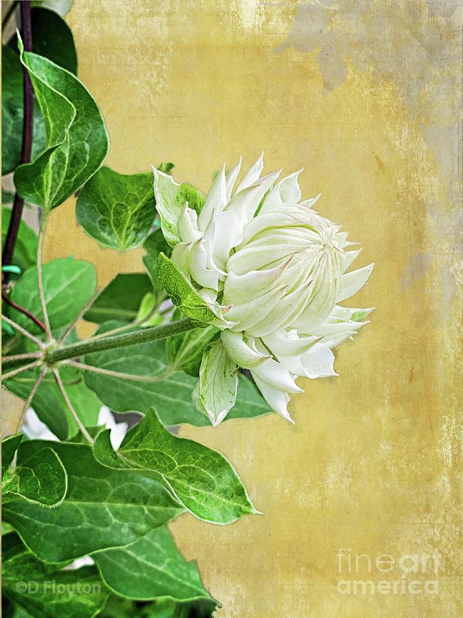 Double White Clematis Digital Art by Dee Flouton