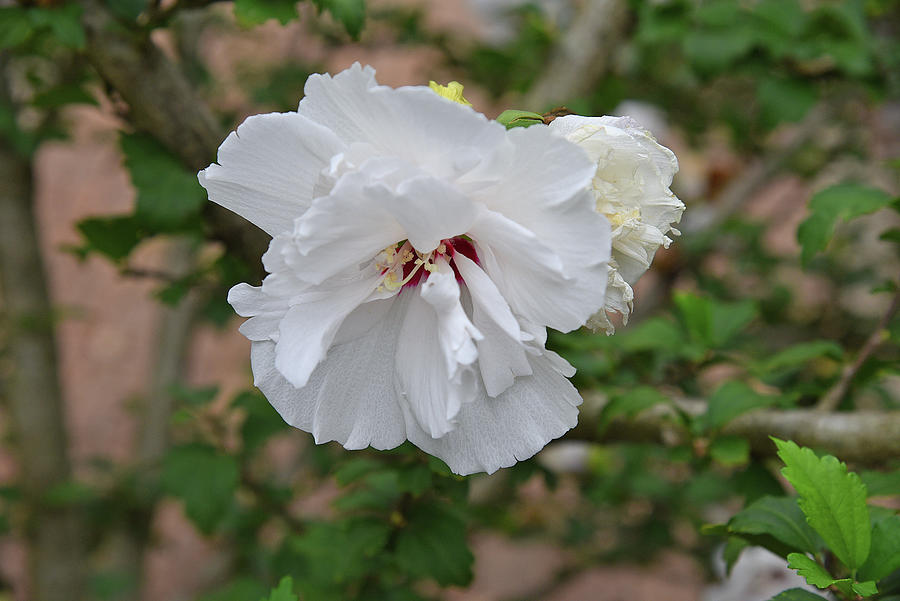 Double White Rose Of Sharon Photograph By Robert Tubesing Fine Art   Double White Rose Of Sharon Robert Tubesing 