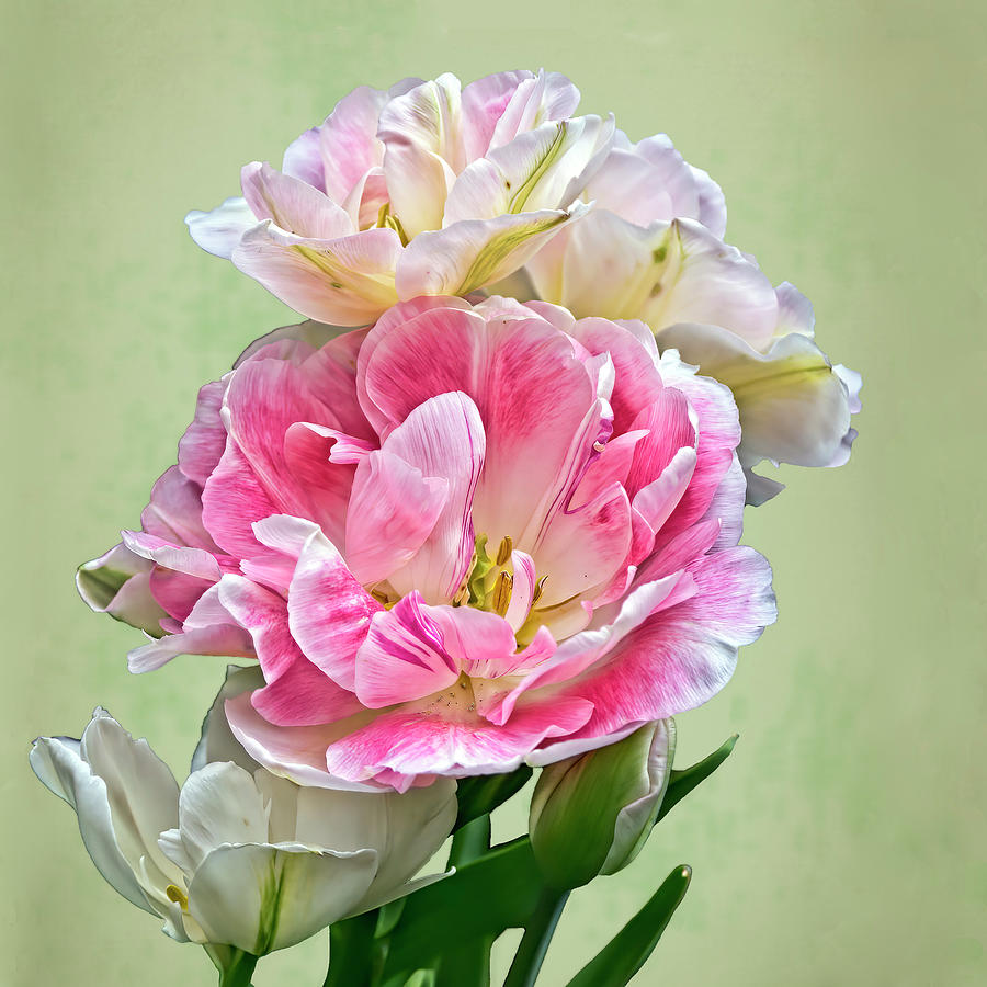 Flower Photograph - Double Your Pleasure  by Marcia Colelli