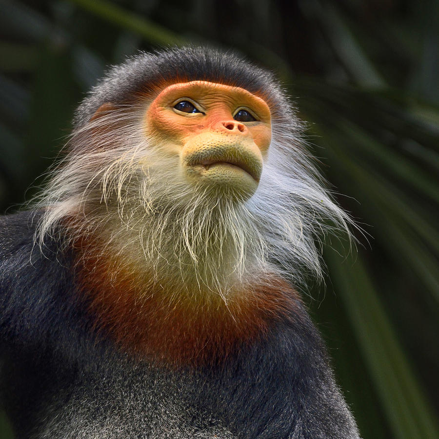 Douc langur Photograph by By Toonman
