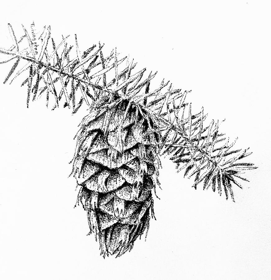 Douglas-fir Cone Drawing by Timothy Livingston