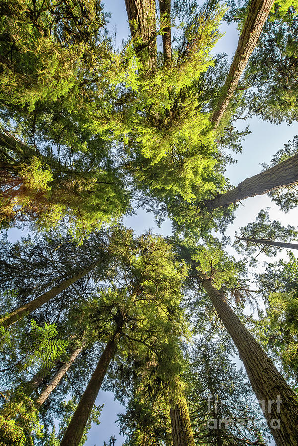 Douglas fir trees from below  Photograph by Delphimages Photo Creations