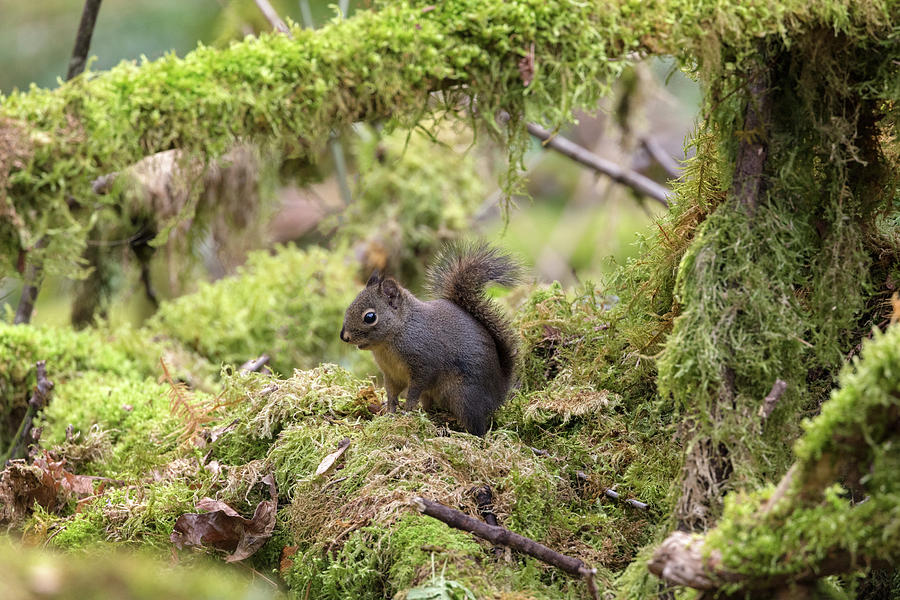 Douglas Squirrel - Tamiasciurus douglasii - during Alarm Calls Photograph by Michael Russell