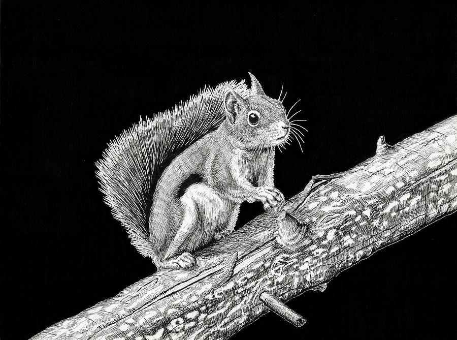 Douglas Squirrel Drawing by Timothy Livingston