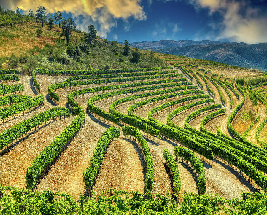 Douro valley cultivations 1 Photograph by Micah Offman