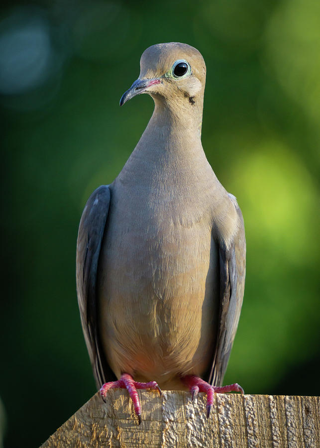Dove  Photograph by Brett Harvey