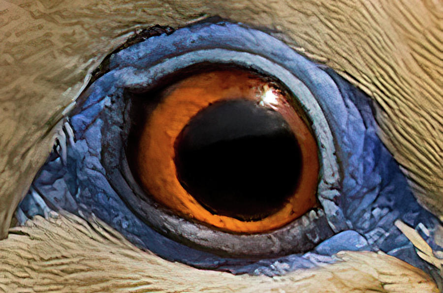 Dove Eye 1 Photograph by Shane Bechler