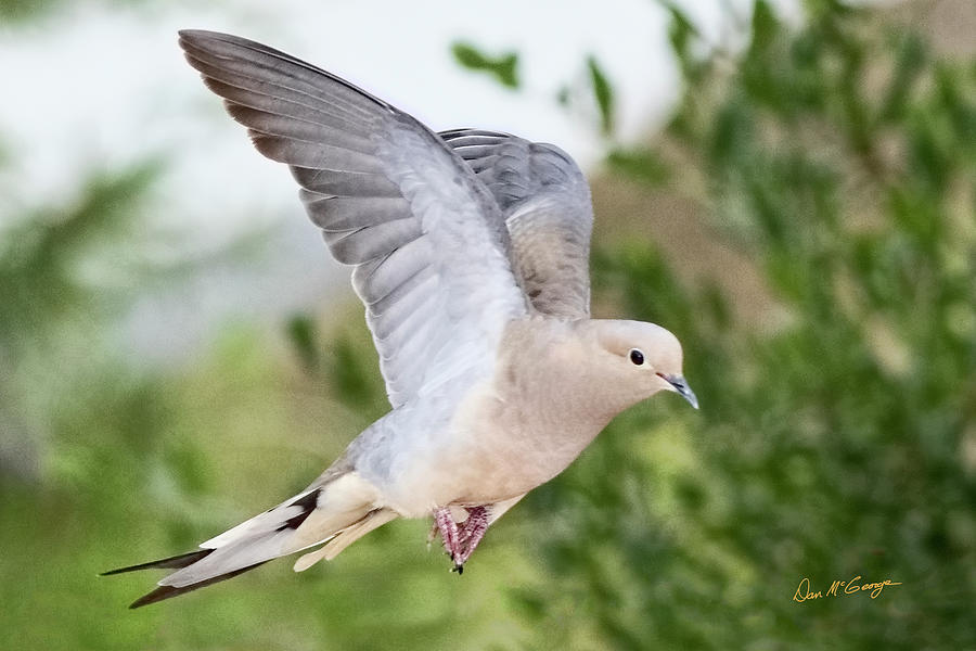 Dove in Flight Photograph by Dan McGeorge