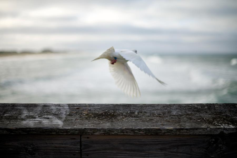 Dove In Flight Photograph by Linda Mishler