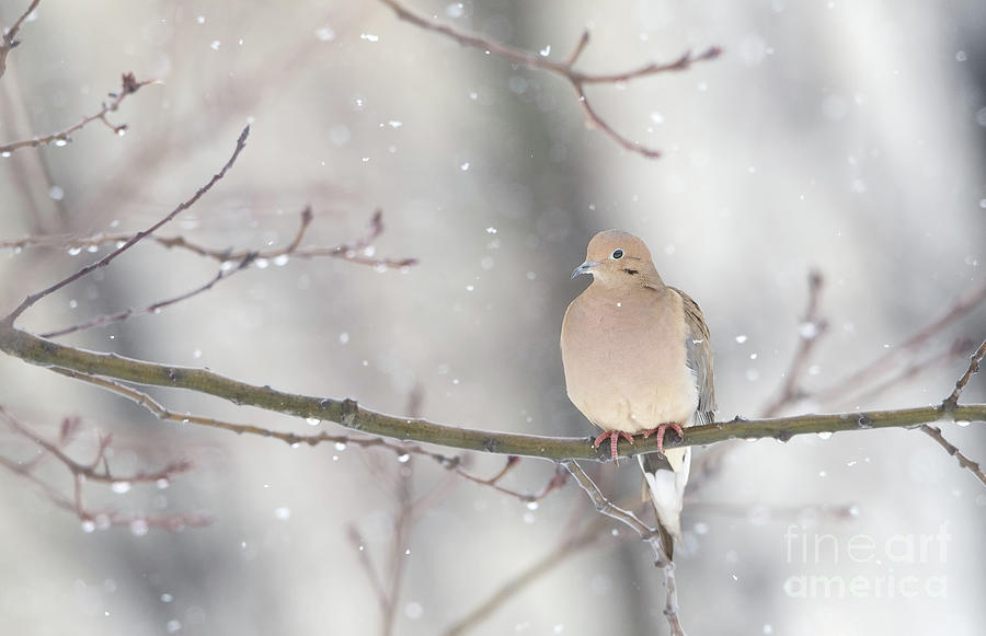 Dove In The Snow Photograph by Rehna George
