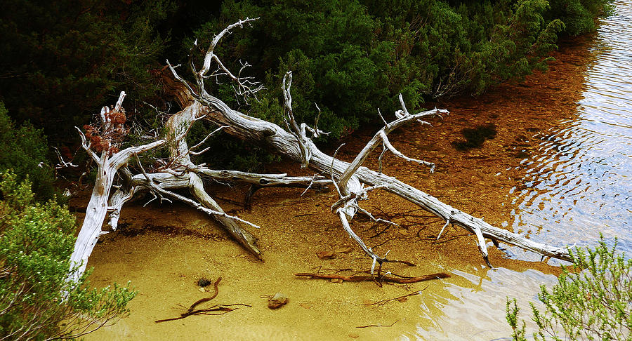 Dove Lake Bleached Tree Photograph by Lexa Harpell