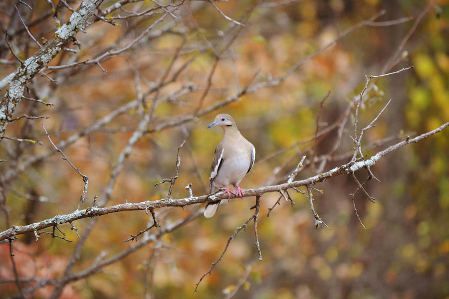 Dove Look to Right before Crossing Photograph by Gaby Ethington - Fine ...