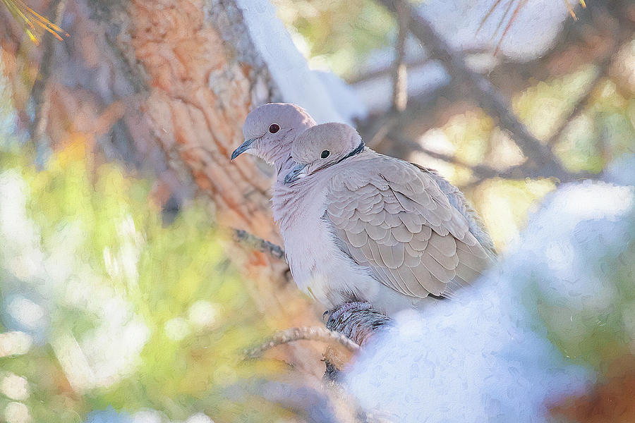 Dove Love Photograph by Vicki Stansbury