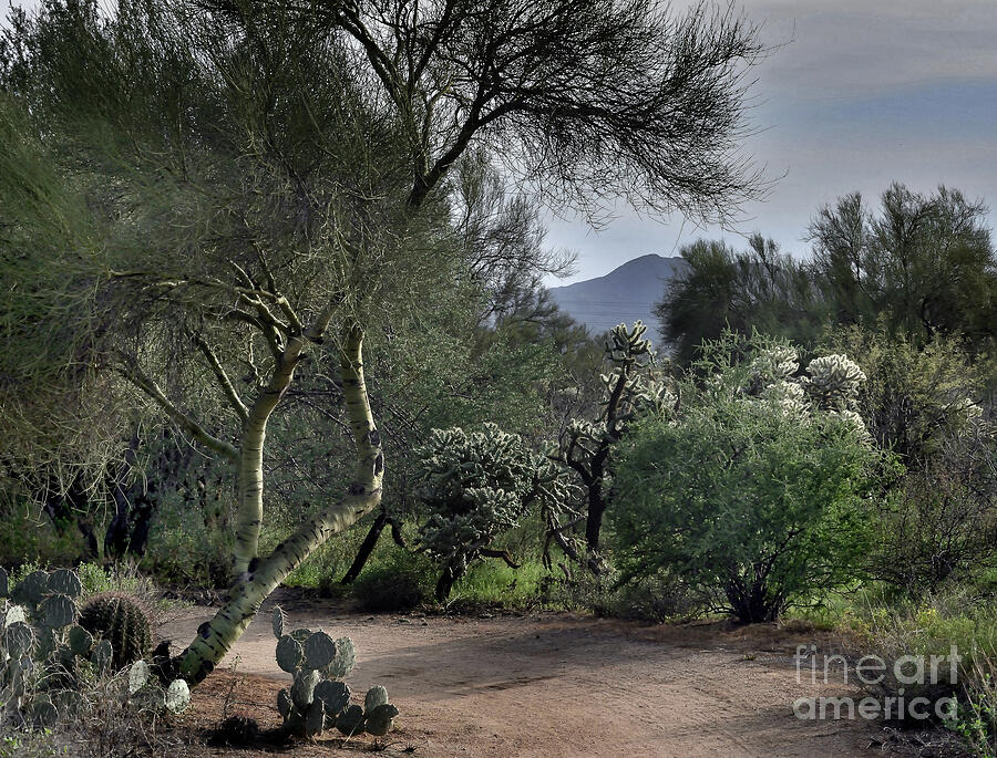Desert Photograph - Dove Mountain Afternoon by Edward Printz