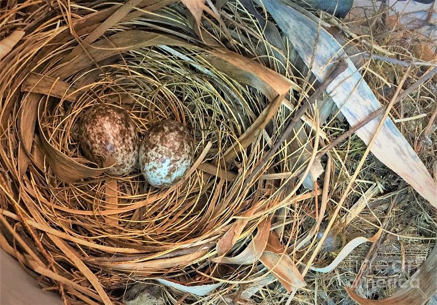 Dove Nest Photograph