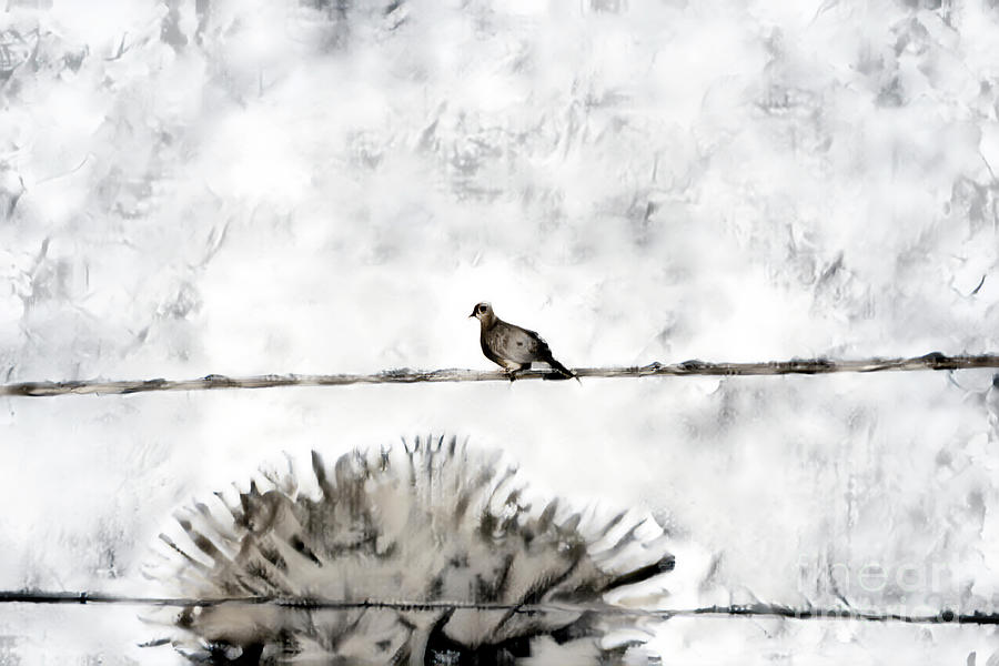 Dove on a Wire Mixed Media by Denise Deiloh