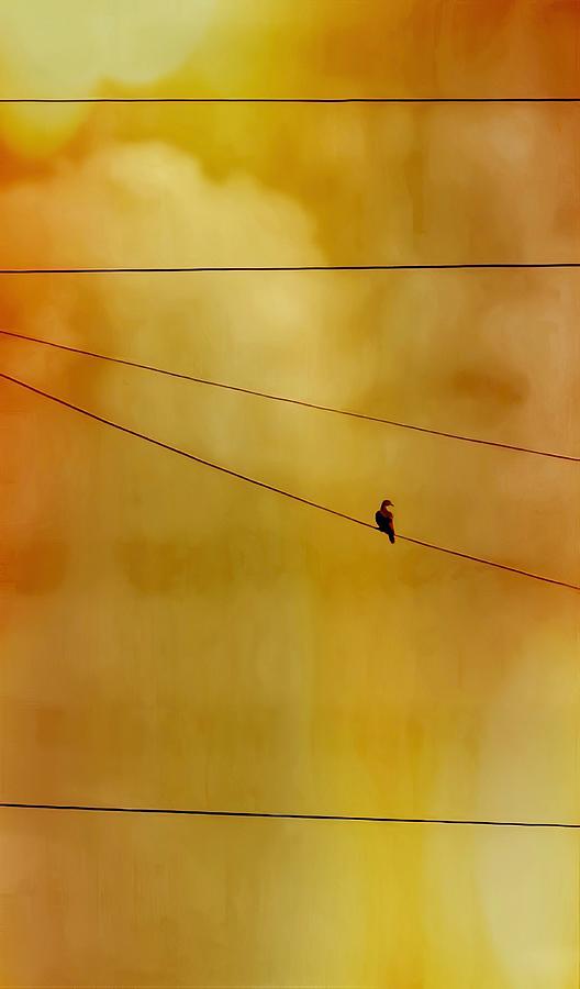 Dove On A Wire - Gold Photograph