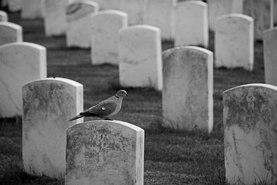 Dove on grave at Little Big Horn - Black and White Photograph by ...