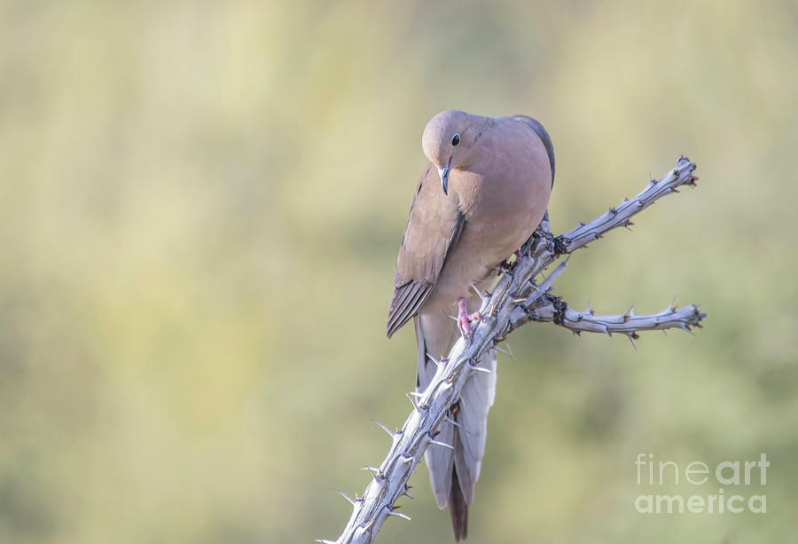 Dove Photograph - Dove on Ocotillo by Elisabeth Lucas